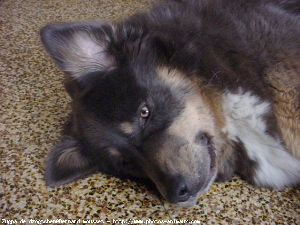 Photo de Dogue du tibet