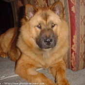 Photo de Chow chow