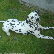 Photo de Dalmatien