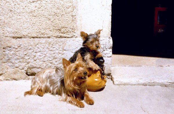 Photo de Yorkshire terrier