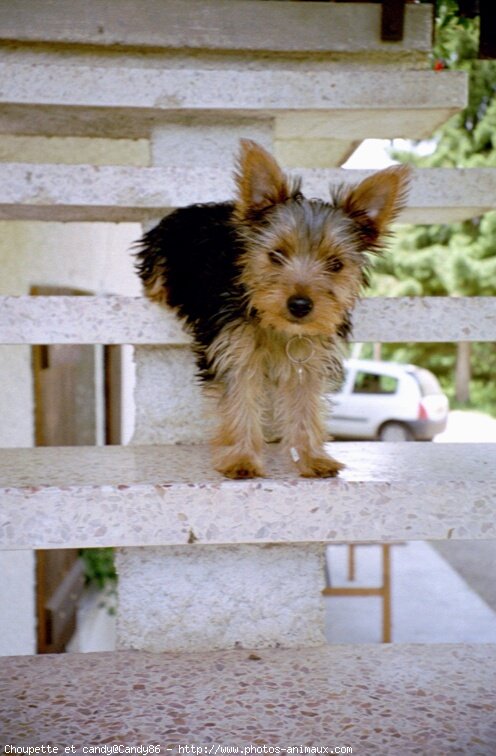 Photo de Yorkshire terrier