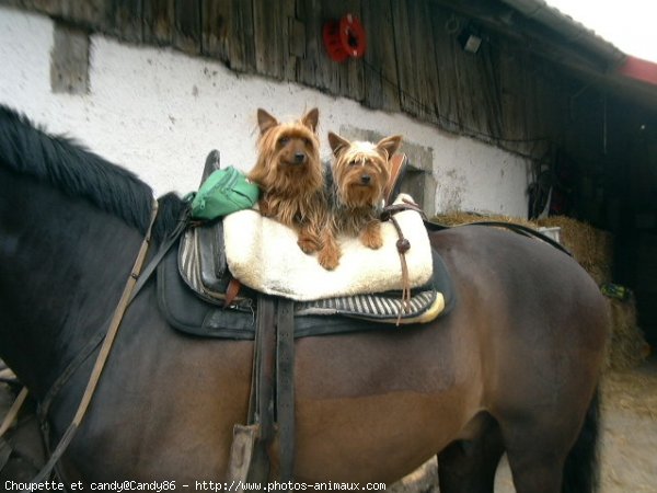 Photo de Yorkshire terrier