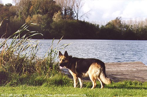 Photo de Berger allemand  poil court