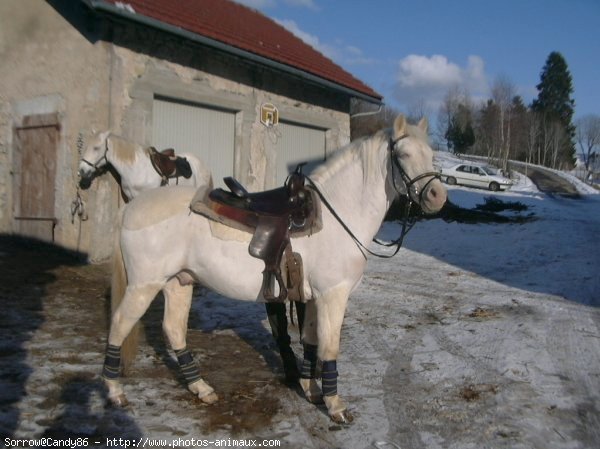 Photo de Canadien