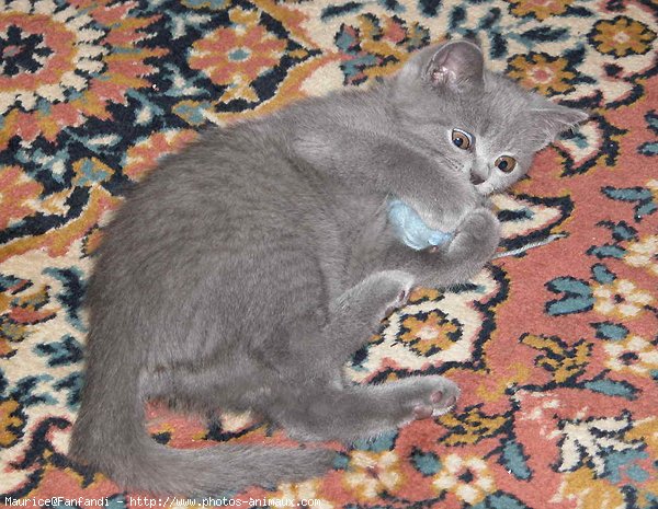 Photo de British shorthair