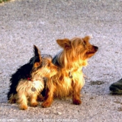 Photo de Yorkshire terrier