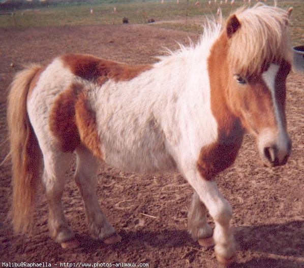 Photo de Shetland