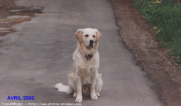 Photo de Golden retriever