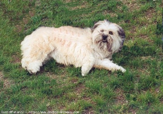 Photo de Chien de berger des pyrenes  poil long