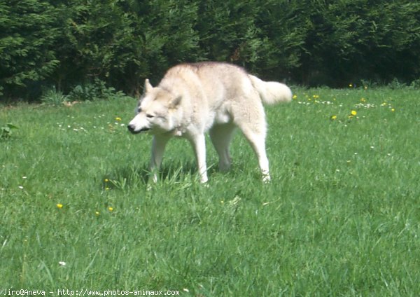 Photo de Husky siberien