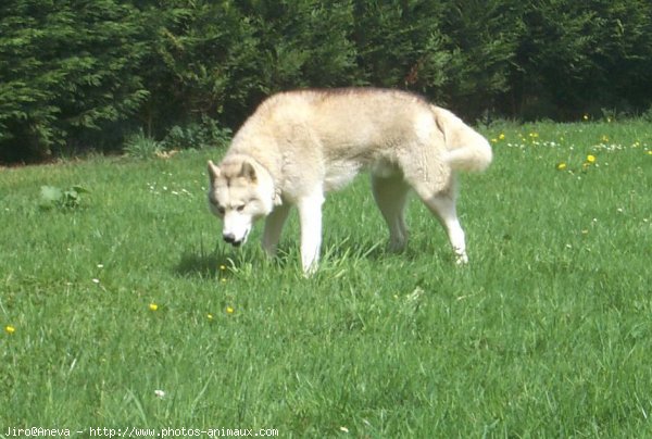 Photo de Husky siberien