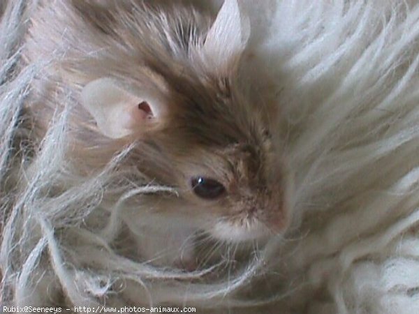 Photo de Hamster