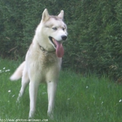 Photo de Husky siberien