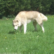 Photo de Husky siberien