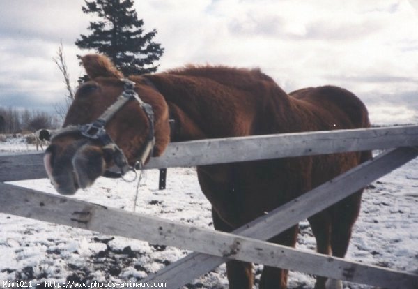 Photo de Quarter horse