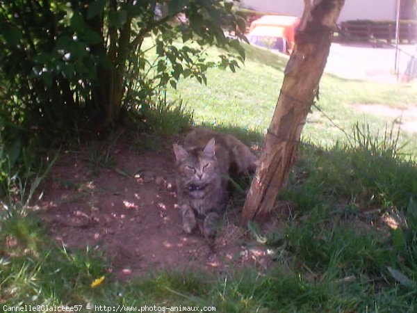 Photo de Chat domestique