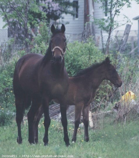 Photo de Quarter horse