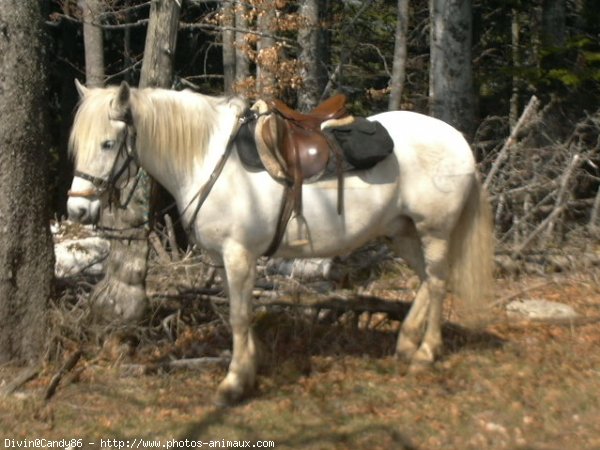 Photo de Camargue