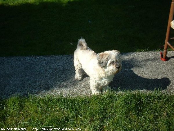 Photo de Lhassa apso