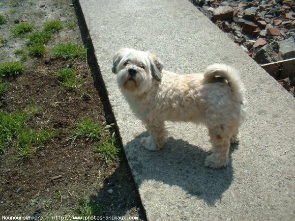 Photo de Lhassa apso