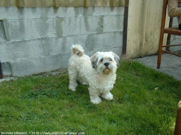 Photo de Lhassa apso