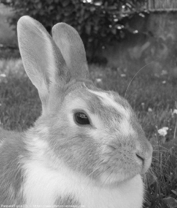 Photo de Lapin