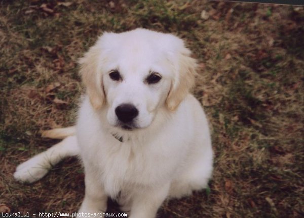 Photo de Golden retriever