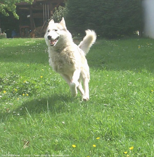 Photo de Husky siberien