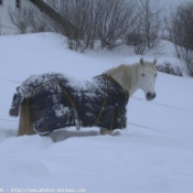 Photo de Camargue