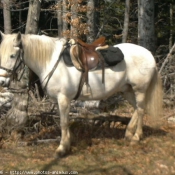 Photo de Camargue