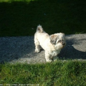 Photo de Lhassa apso