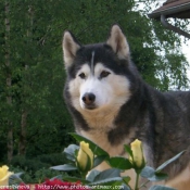 Photo de Husky siberien