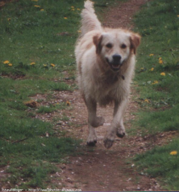 Photo de Golden retriever