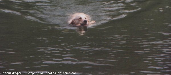 Photo de Golden retriever