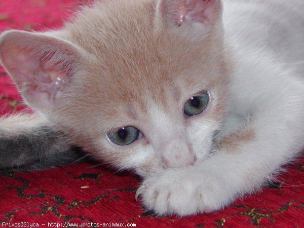 Photo de Chat domestique