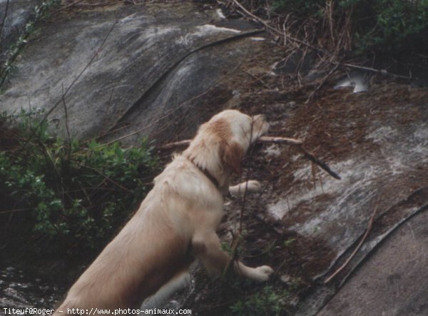 Photo de Golden retriever