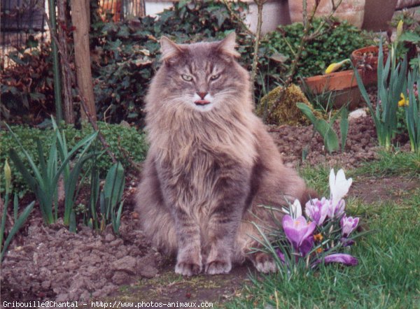 Photo de Chat domestique