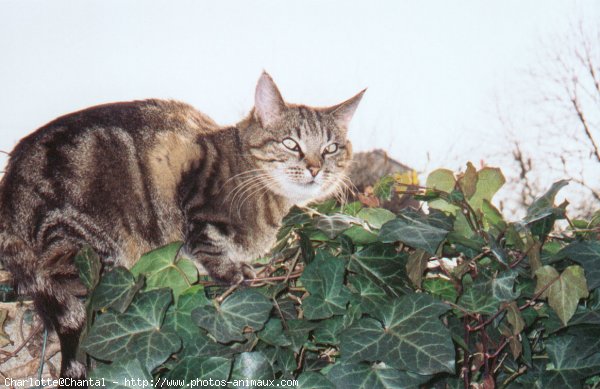 Photo de Chat domestique