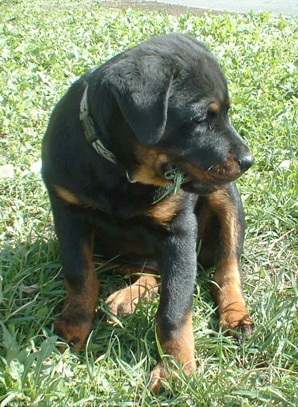 Photo de Rottweiler