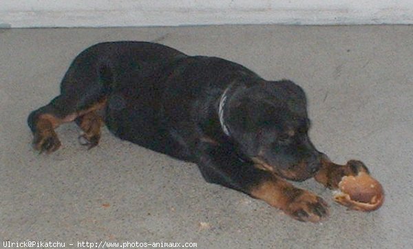 Photo de Rottweiler