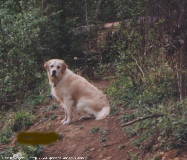 Photo de Golden retriever