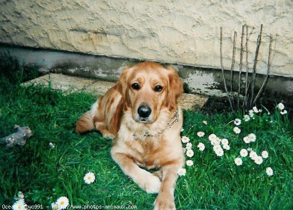 Photo de Golden retriever