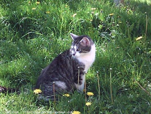 Photo de Chat domestique