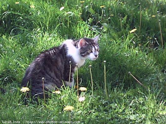 Photo de Chat domestique