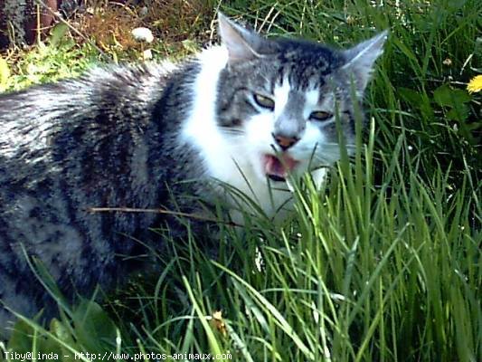 Photo de Chat domestique