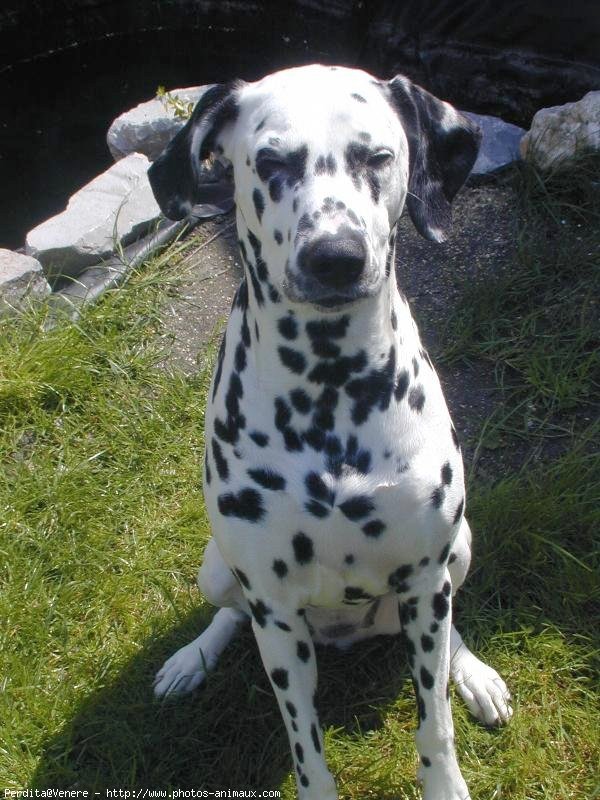 Photo de Dalmatien