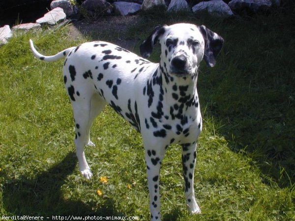 Photo de Dalmatien