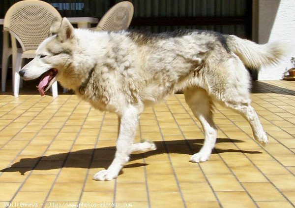 Photo de Husky siberien