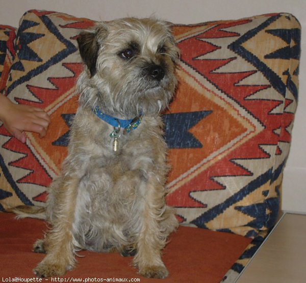 Photo de Border terrier