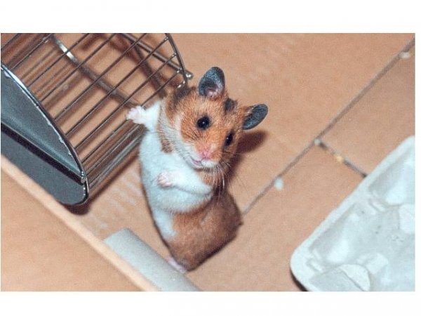 Photo de Hamster